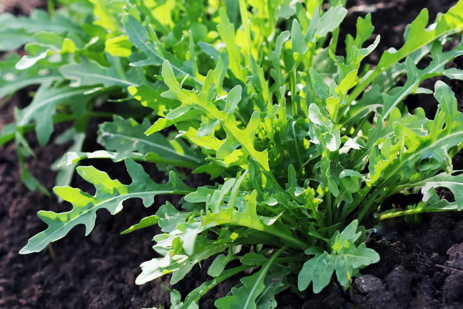 Arugula - Roquette (Seeds)