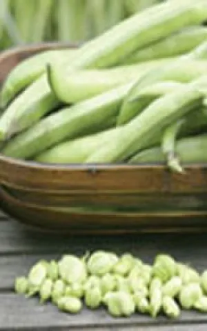 Bean - Broad Windsor Fava Bean (Seeds)