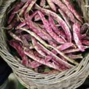 Bean - Dwarf Horticultural (Seeds)