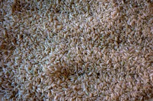 California Brown Rice