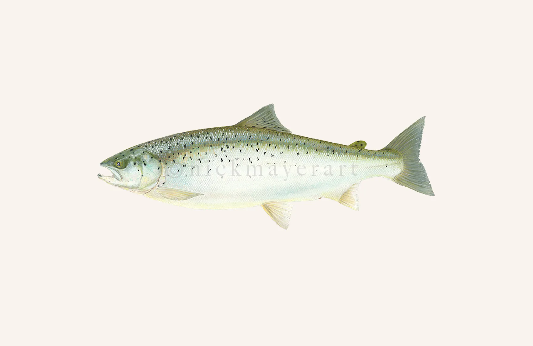 Landlocked Salmon Original Watercolor Painting