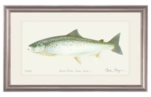Landlocked Salmon Original Watercolor Painting