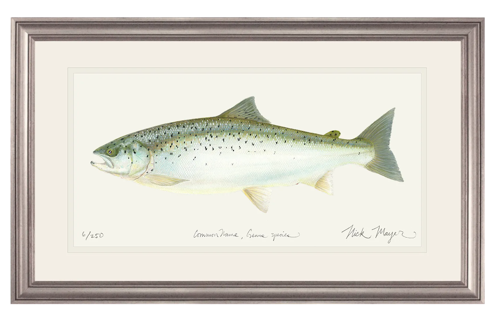 Landlocked Salmon Original Watercolor Painting